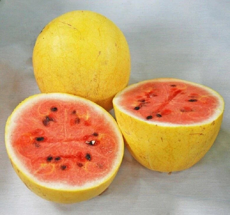 Golden Midget Watermelon Seeds - Compact Citrullus lanatus for Small Gardens & Containers, Sweet & Juicy Fruit, 20 Seeds