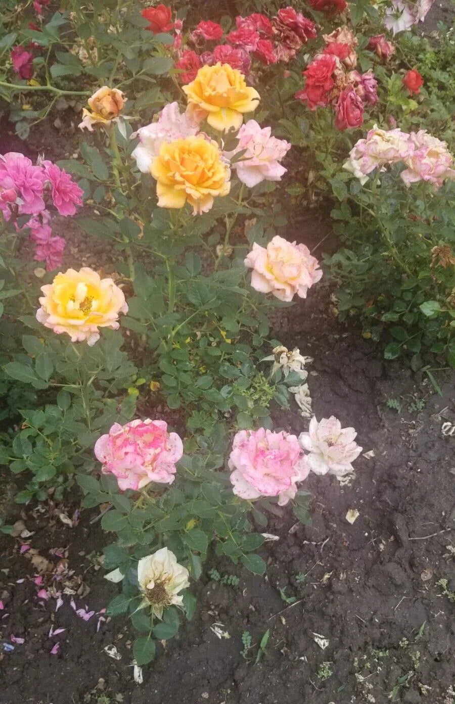 Miniature Rose Cuttings - 3 Apricot to Pink Varieties | Rosa spp.