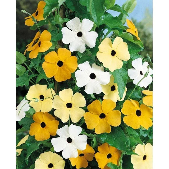 Thunbergia Alata Black Eyed Susan Vine Seeds Pack of 15 – Bright Colorful Climbing Garden Planting Seeds