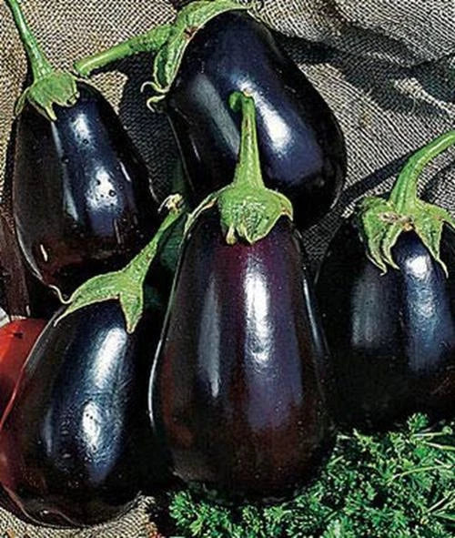 Black Beauty Eggplant Seeds - Non-GMO Heirloom Seeds for Exotic Vegetables, Solanum melongena, 150+ Seeds