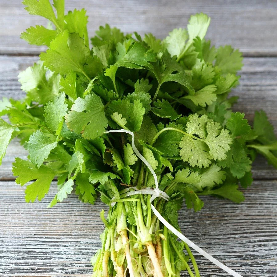 Cilantro Seeds – 500+ Non-GMO Coriandrum sativum Herb Seeds for Gardening & Cooking, USA Grown