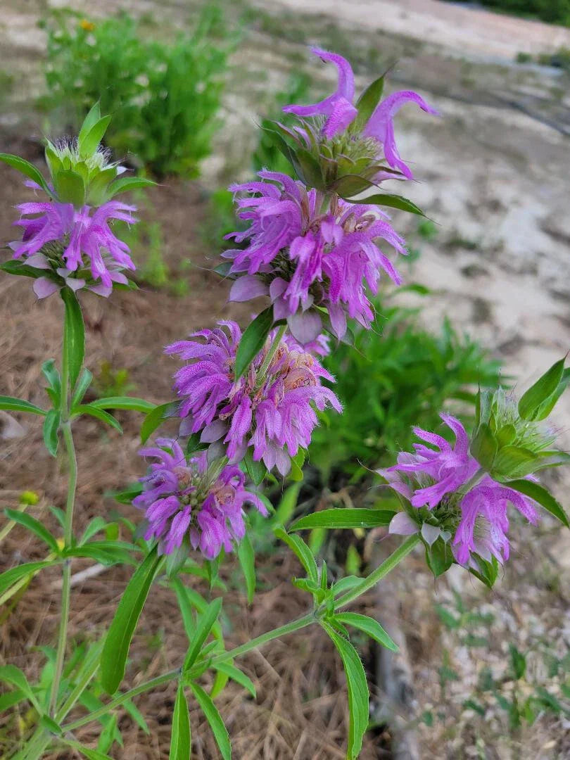 Lemon Bee Balm Seeds | 25 Seeds | Monarda Citriodora | Florida Grown | Butterfly & Bee Friendly