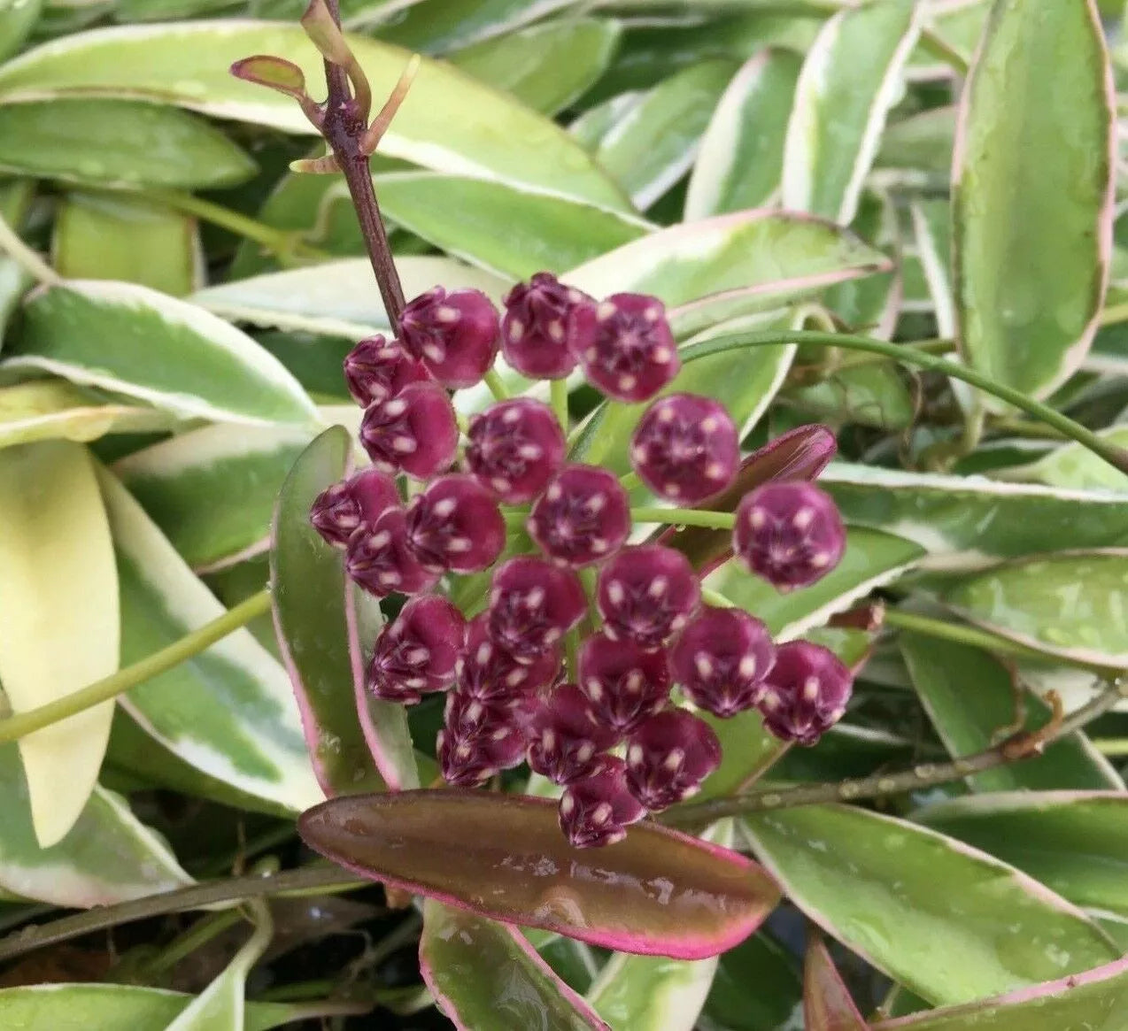 Hoya wayetii 'Lori Lyn' Rooted Plant in 2.5" Pot, Trailing Foliage, Indoor Houseplant, Easy Care, Bright Indirect Light
