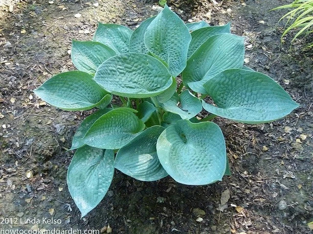 Abiqua Drinking Gourd Hosta Plant - 4" Pot, Blue-Green Leaves, Shade Perennial, Low Maintenance, Hosta 'Abiqua Drinking Gourd'