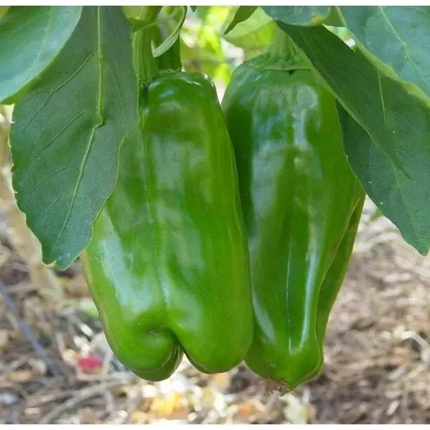 Big Bertha Sweet Pepper Seeds - 30+ Non-GMO Heirloom Capsicum annuum