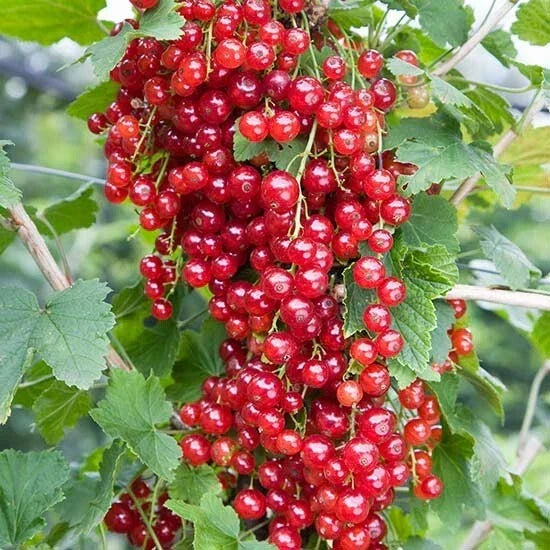 Red Lake Currant Plant - Self-Pollinating Fruiting Shrub for Zones 3-7 - Ribes rubrum