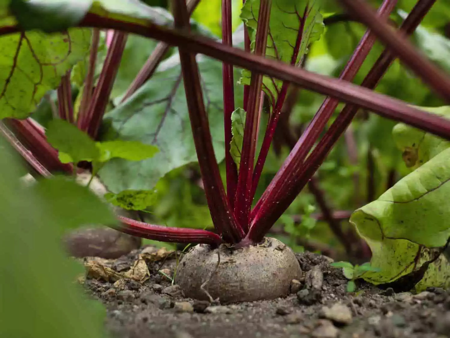Crosby's Egyptian Beet Seeds - German Heirloom Flat Variety NON-GMO Organic Beta vulgaris