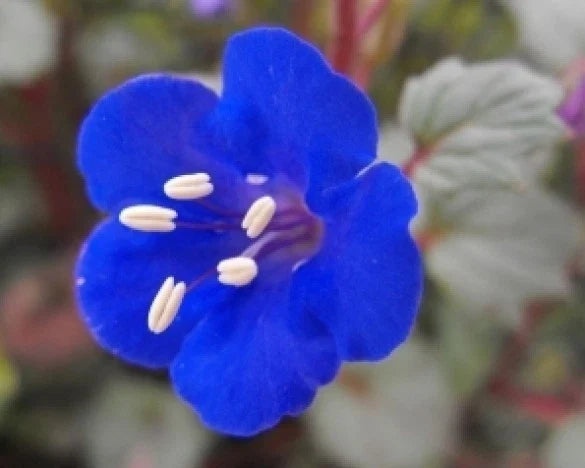 California Bluebell Flower Seeds - 50 Pack, Vibrant Blue, Phacelia campanularia, Easy to Grow, Attracts Pollinators, Free Shipping