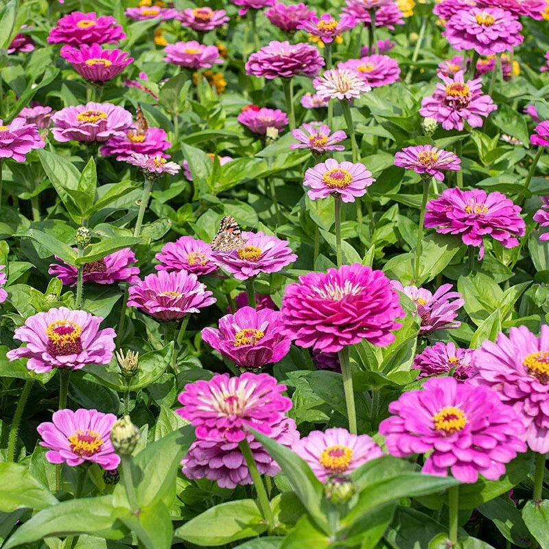 Dream Zinnia Seeds - 100+ Pack, Multicolor Flowers, Zinnia elegans, Annual Garden Seeds for Bright Borders & Containers
