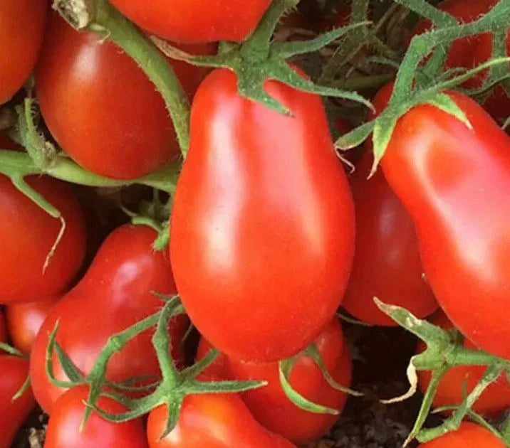 Italian Roma Tomato Seeds 100+ Count | Determinate Variety for Garden Sauce
