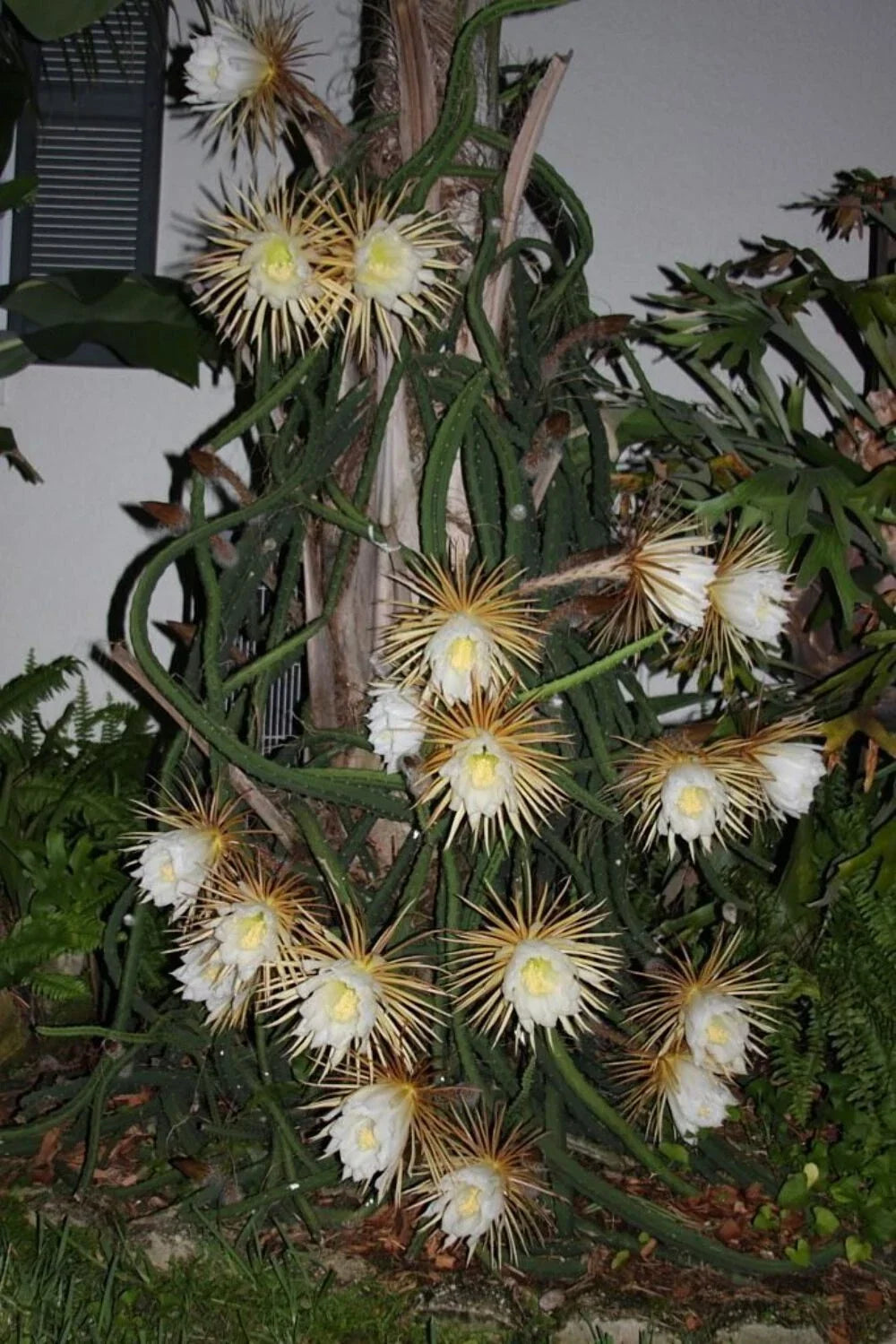 Queen of the Night Plant in Pot - Night Blooming Cereus - Fragrant White Flowers - Selenicereus grandiflorus - Indoor Houseplant