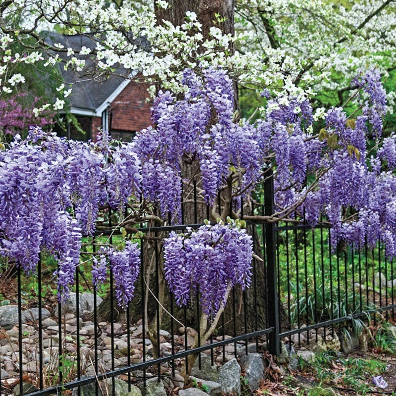 Exotic Chinese Wisteria Seeds - 10 Pack, Blooming Vine, Lavender-Blue Flowers, Wisteria sinensis, Climbing Plant for Gardens