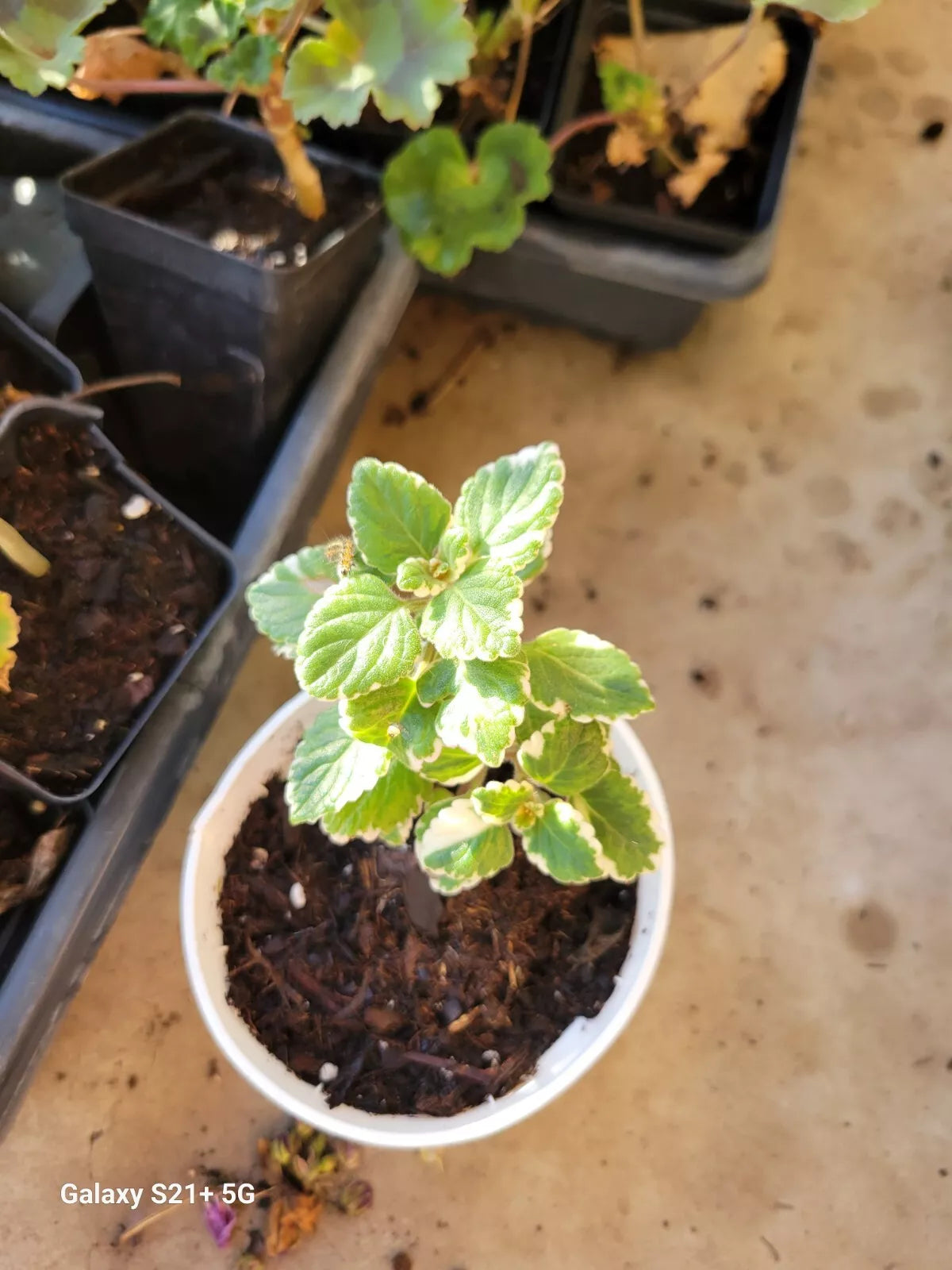 Plectranthus Variegata Live Plant Plugs - Cuban Oregano Herb for Garden & Indoor Planters - Plectranthus amboinicus