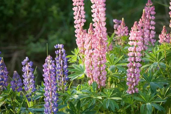 Lupine Seeds - Dwarf Pixie Delight Mix - Colorful Perennial Flowers - Lupinus polyphyllus - Garden and Border Plants