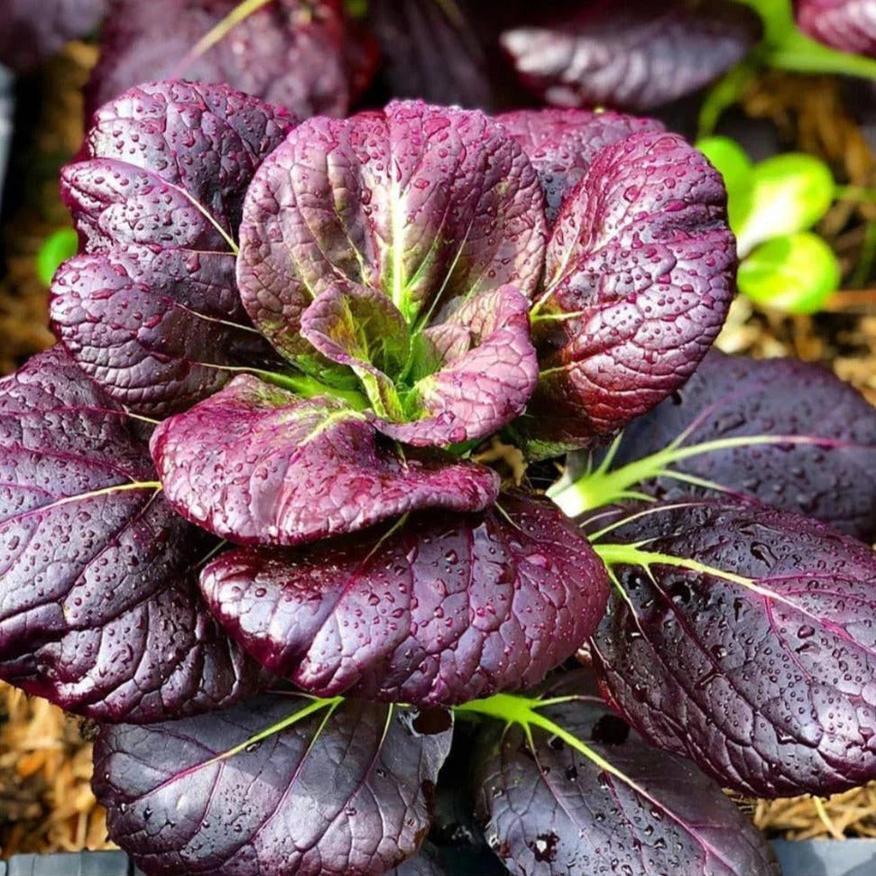 Purple Lady Bok Choy Seeds - 500+ Count Pak Choi Brassica rapa for 2025 USA Planting