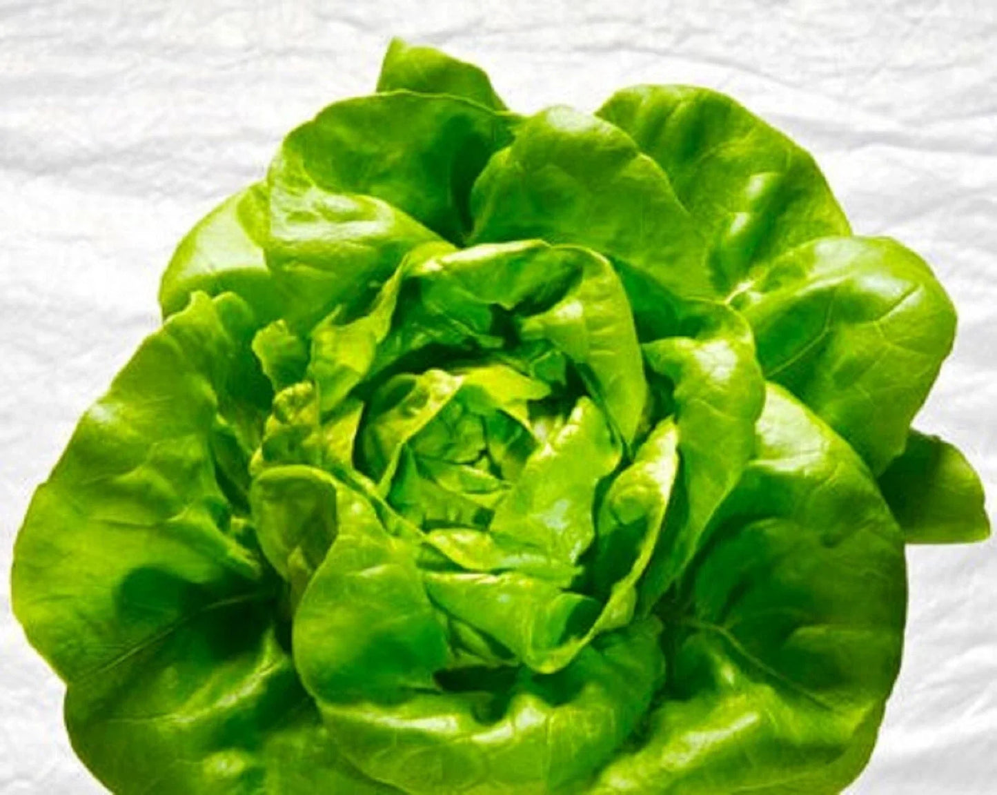 Butter King Lettuce Seeds – Organic Non-GMO Lactuca sativa, 250+ Seeds for Salad Greens, Home Garden, Container Planting