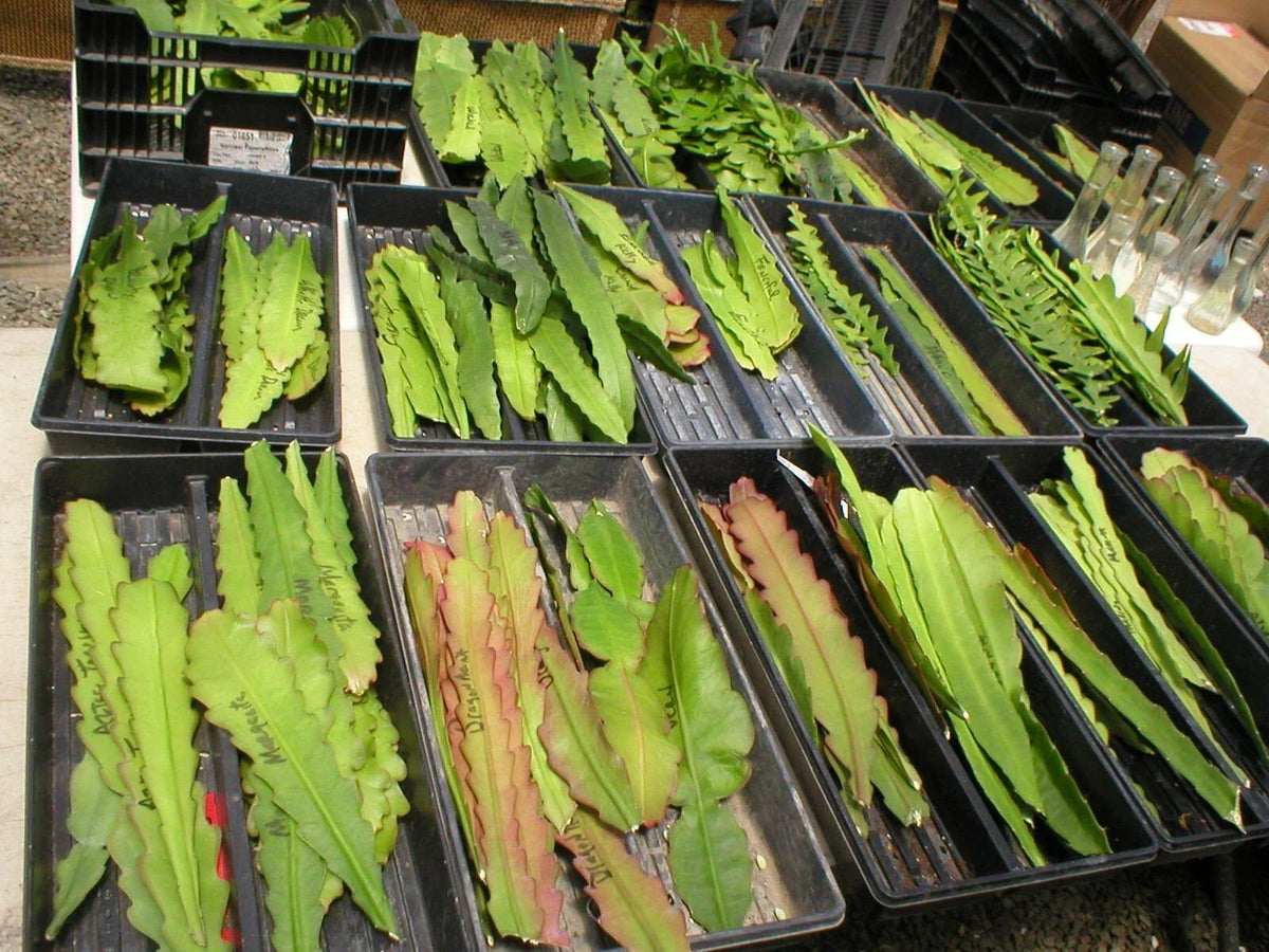 Epiphyllum Aztec Treasure Orchid Cactus Cuttings - Unique Succulent by Don's Cuttings