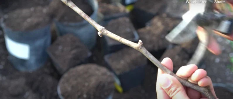 Organic Kyoho Grape Cuttings - 6 Fresh Vitis vinifera 'Kyoho' Propagation Climbing Vine