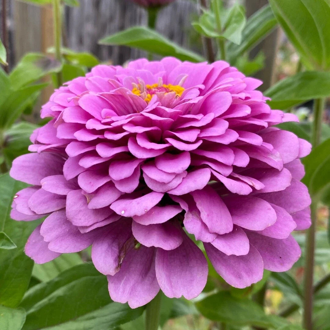 Zinnia Seeds - Giant Purple Flowers, Non-GMO Pollinator Attracting, Zinnia elegans Seed Packet