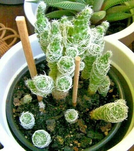 Cacti Cuttings Set of 6 - Phyllocactus & Mammillaria Succulent Plants for Indoor Garden
