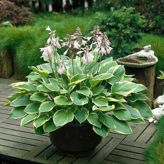 Giant Elephant Ears Hosta Plant, Large Fully Rooted, Colocasia esculenta, Shade Garden Foliage