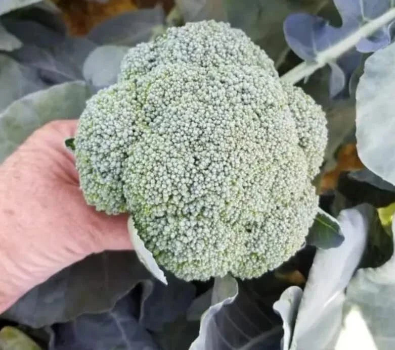 Broccoli Seeds for Planting, 50 Heirloom Brassica oleracea, Organic Vegetable Garden Starter