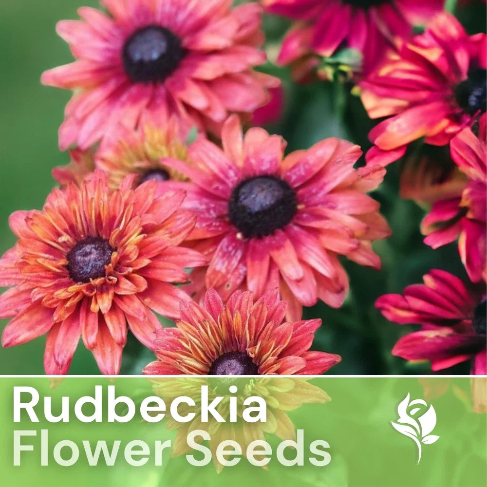 Rudbeckia Seeds - Sahara Rose Variety - Pink & Yellow Annual Flower Seeds for Garden Planting - Rudbeckia hirta