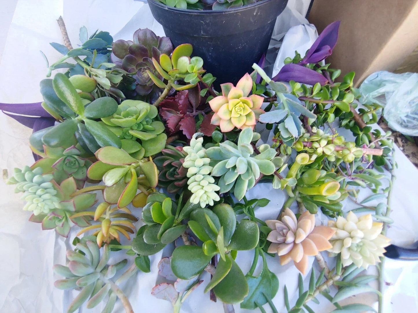 Succulent Cuttings 11 Pack - Fresh Colorful Echeveria, Sedum & More for Indoor Gardening