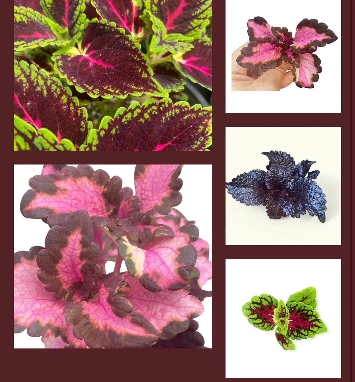 Set of 10 Coleus Rooted Cuttings – Colorful Plectranthus scutellarioides Varieties for Indoor & Outdoor Gardens