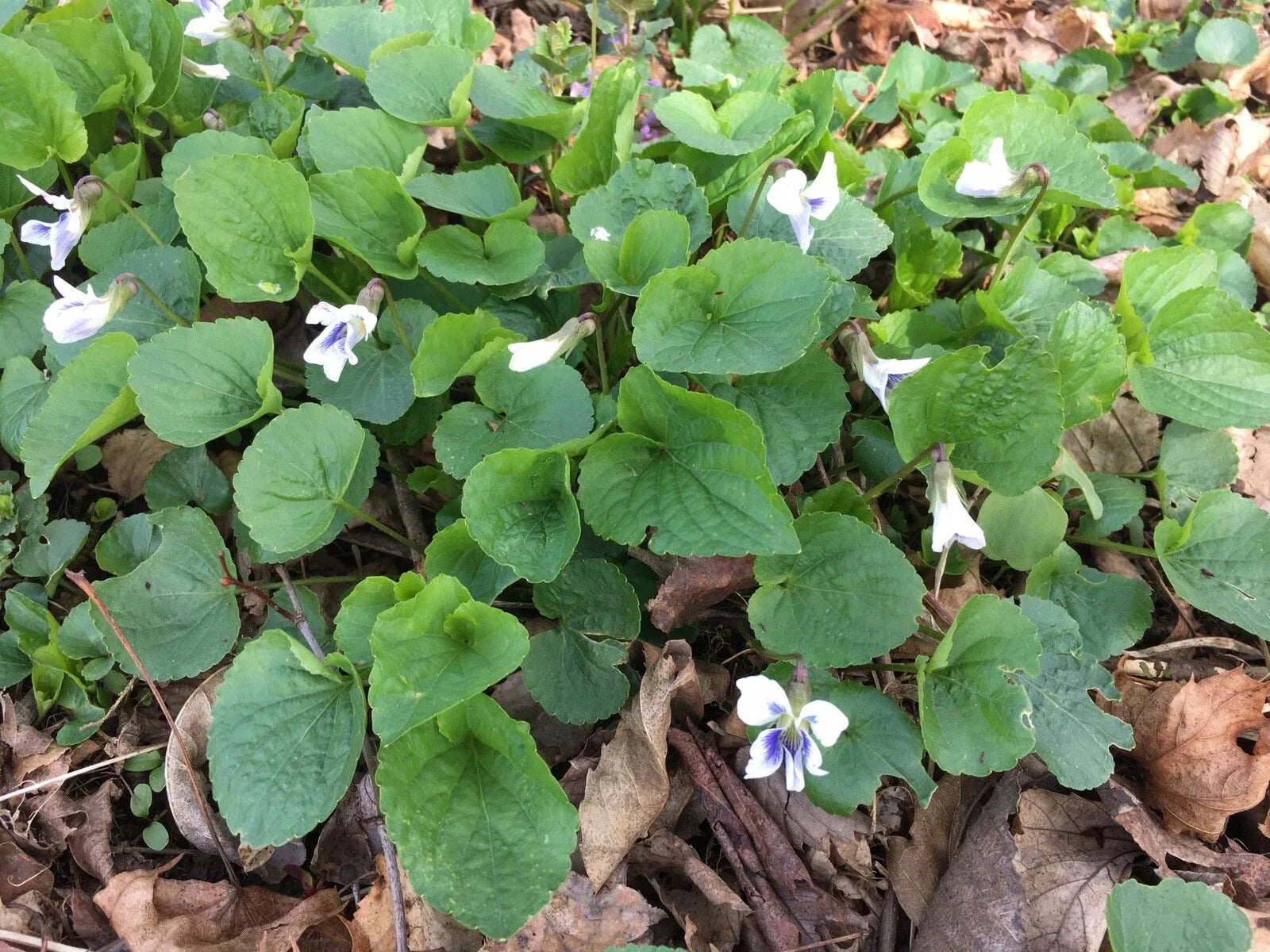 Wild Violet Flower Plants - 12+ Bareroot Rhizomes, White Viola, Spring Bloom, Viola spp. for Garden, Border, Rock Garden
