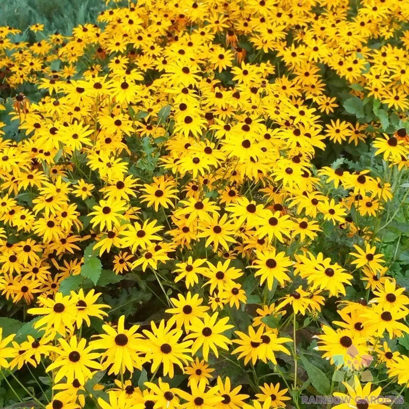 Goldsturm Rudbeckia Seeds - 200+ Pack for Garden Planting, Black-Eyed Susan, Rudbeckia fulgida 'Goldsturm'