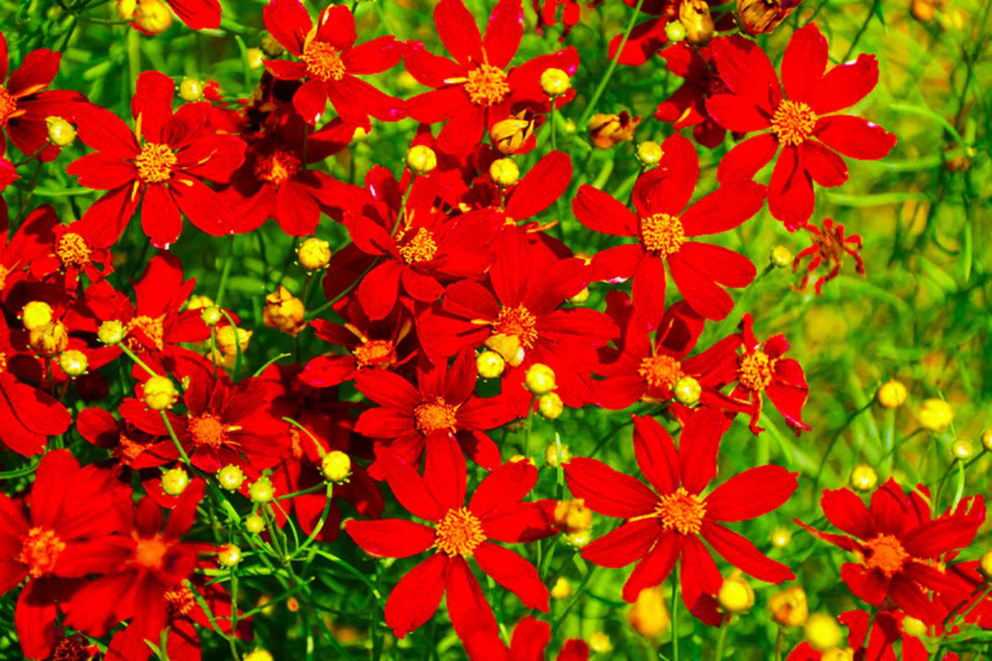 Coreopsis Red Dwarf Flower Seeds - 1000+ Seeds - Coreopsis tinctoria - US Free Shipping