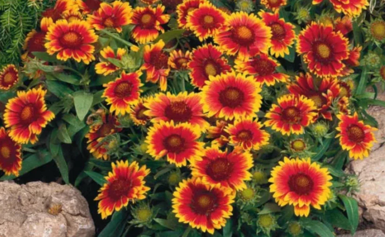 Gaillardia Arizona Sun Live Perennial Starter Plants, 4 Plugs, Fiery Orange with Yellow Tips, Gaillardia aristata, Drought Tolerant