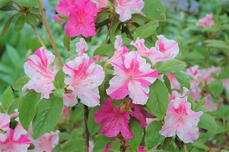 Encore Autumn Twist Azalea Starter Plant - Deciduous Rhododendron 'Autumn Twist' in 1-Gallon Container