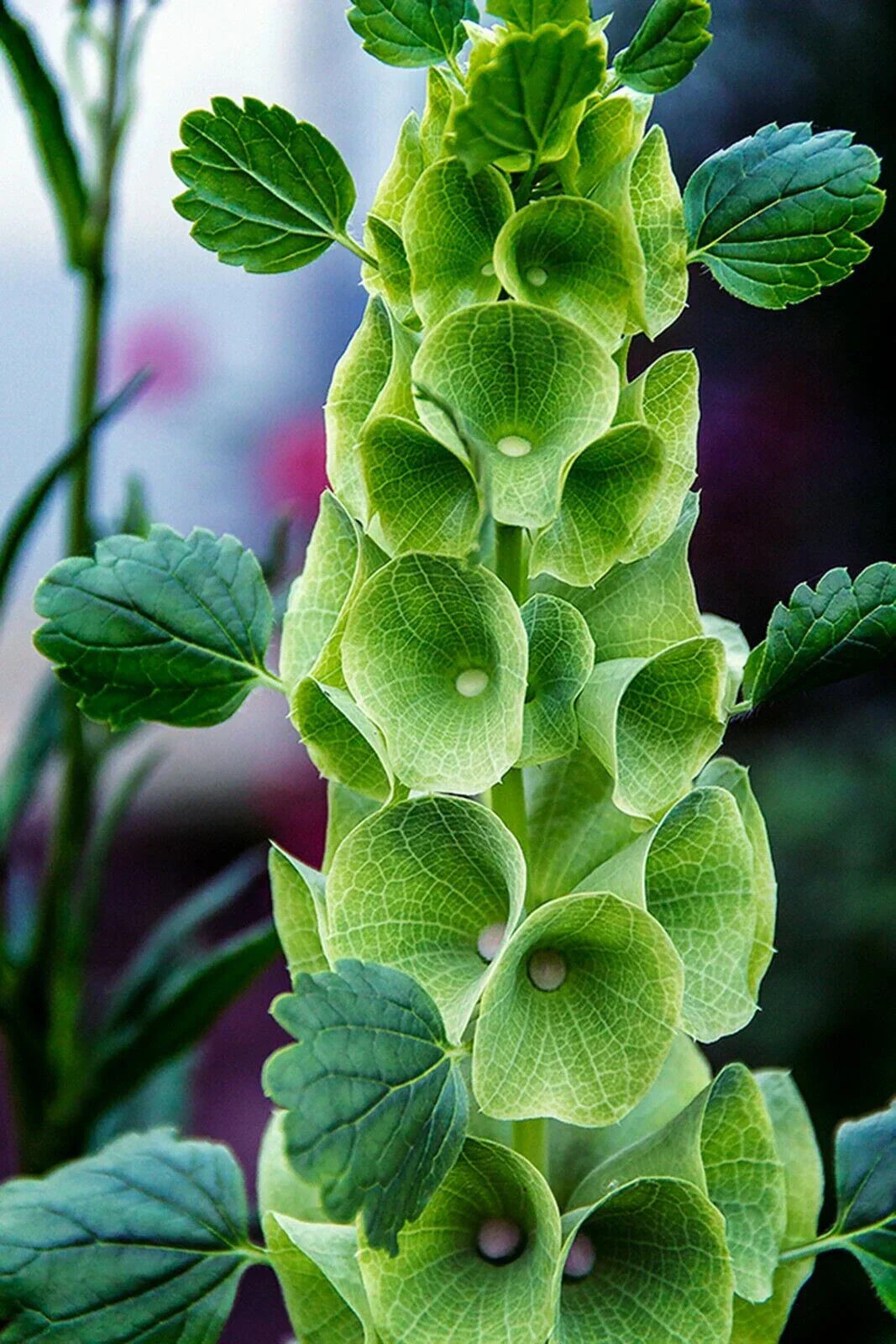 Bells of Ireland Seeds - 45 Seeds Pack - Molucella laevis - Green Flowers - GroCo USA