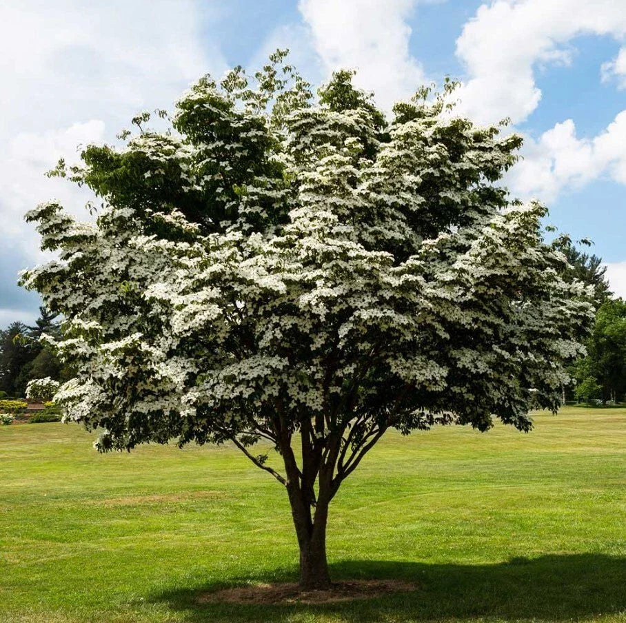Kousa Dogwood Trees Set - 12" Tall, 4" Pot with White Blooms - Cornus kousa Ornamental Trees
