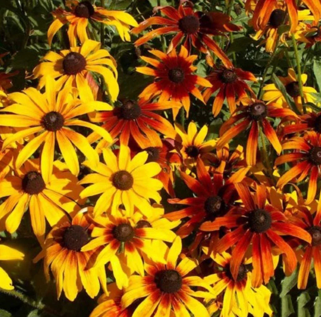 Gloriosa Daisy Seeds Bulk Rudbeckia hirta Wildflower Seeds for Gardens, Borders, and Meadows