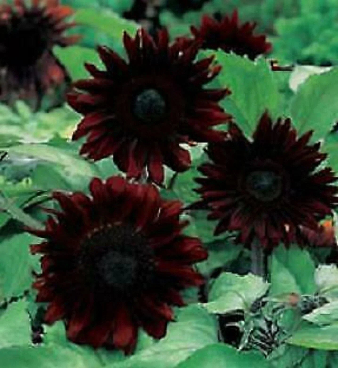 Black Magic Sunflower Seeds - 25 Perennial Helianthus annuus Seeds - US Seller