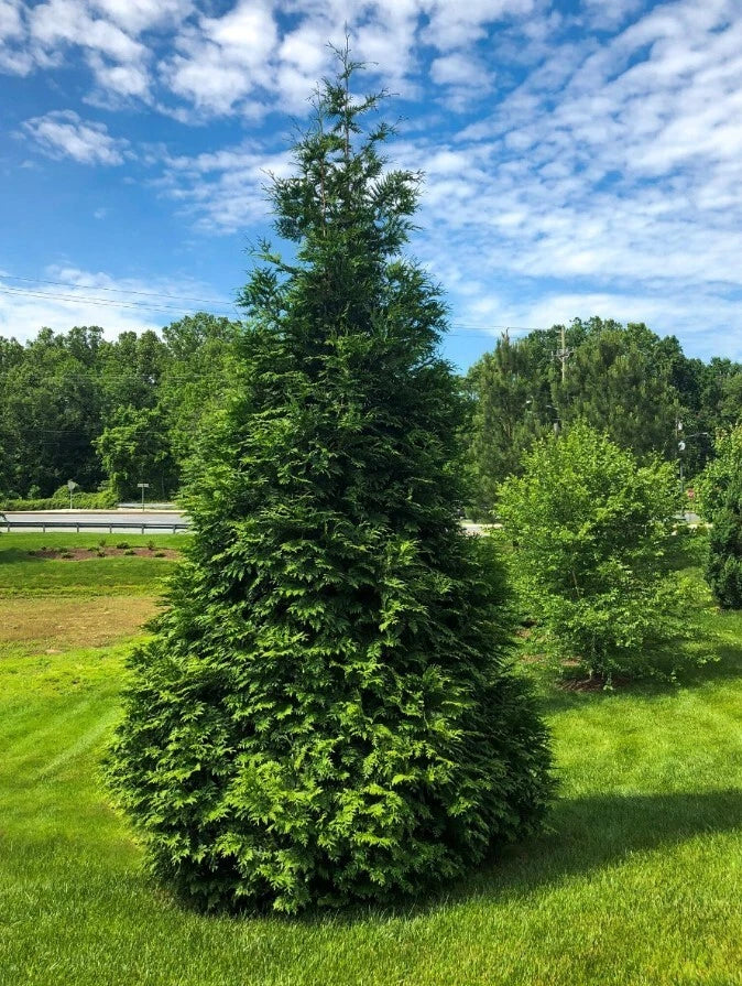 Green Giant Arborvitae Plant 4-Inch Pot Thuja Standishii x Plicata Evergreen Privacy Screen