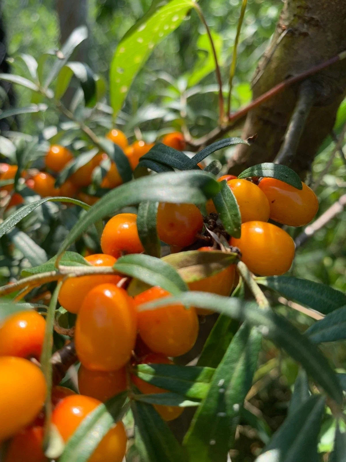 Sea Buckthorn Plant Potted Shrub Hippophae rhamnoides Healthy Roots for Garden Landscaping
