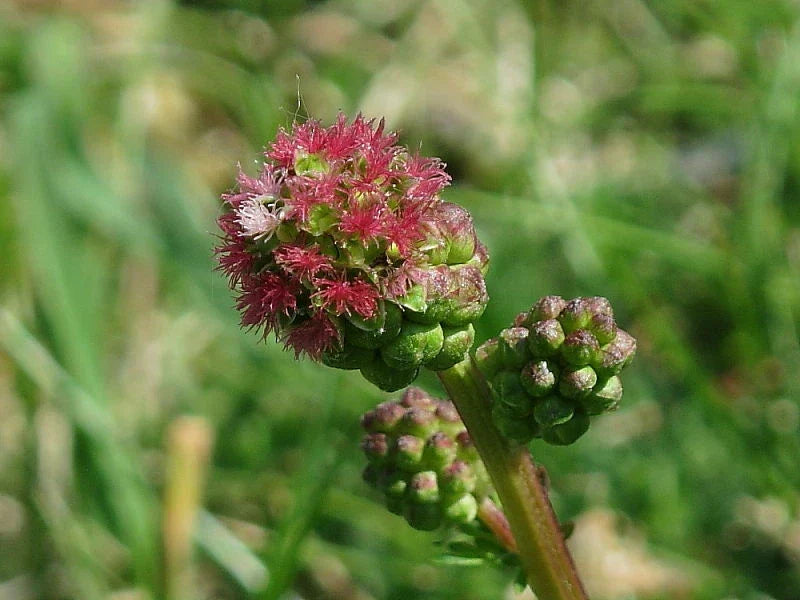 Salad Burnet Seeds 50+ | Sanguisorba minor Herb Seeds for Garden & Culinary Use