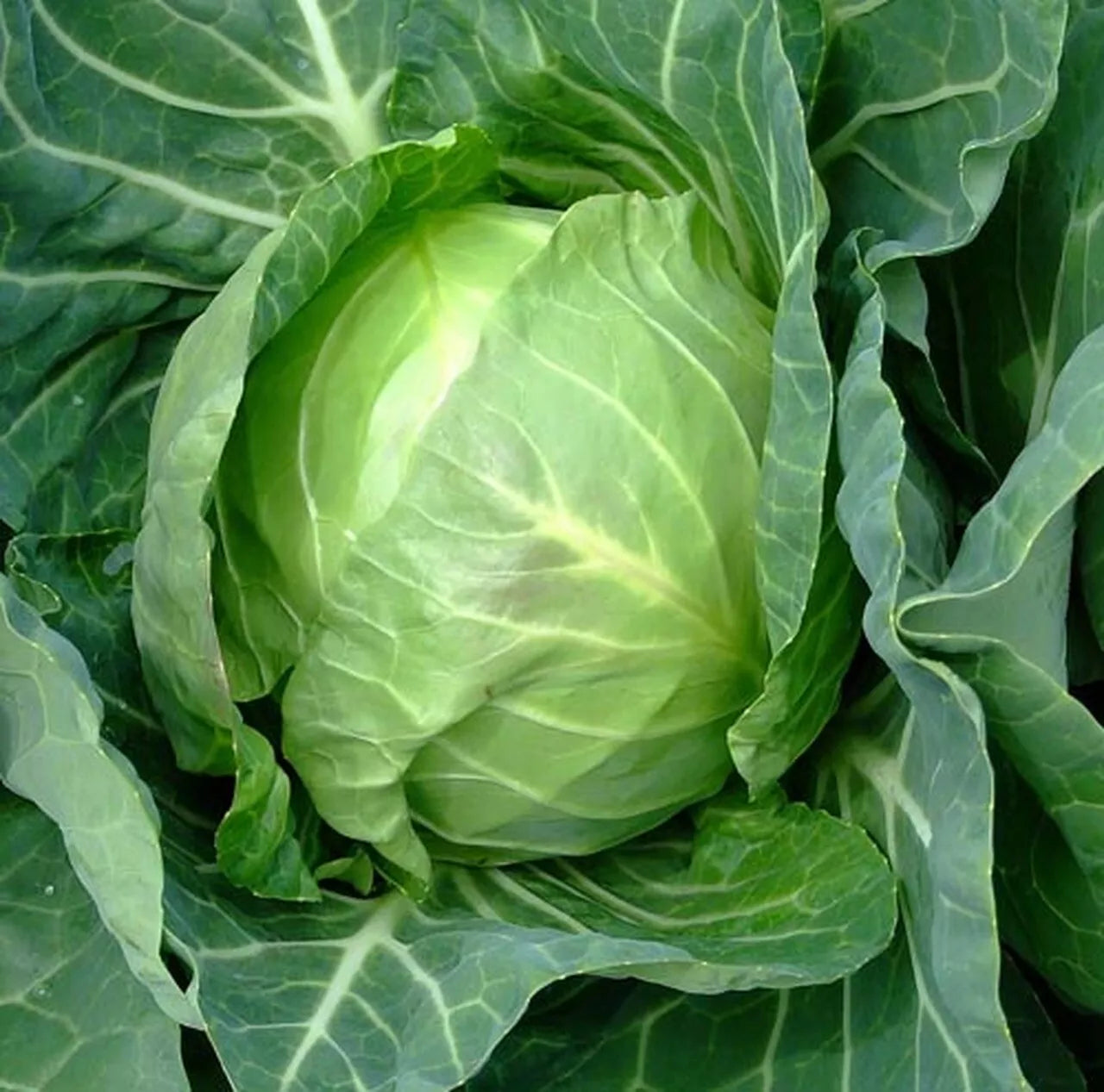 Cabbage Seeds, Early Variety, NON-GMO, Copenhagen Market, Compact Heads, Brassica oleracea