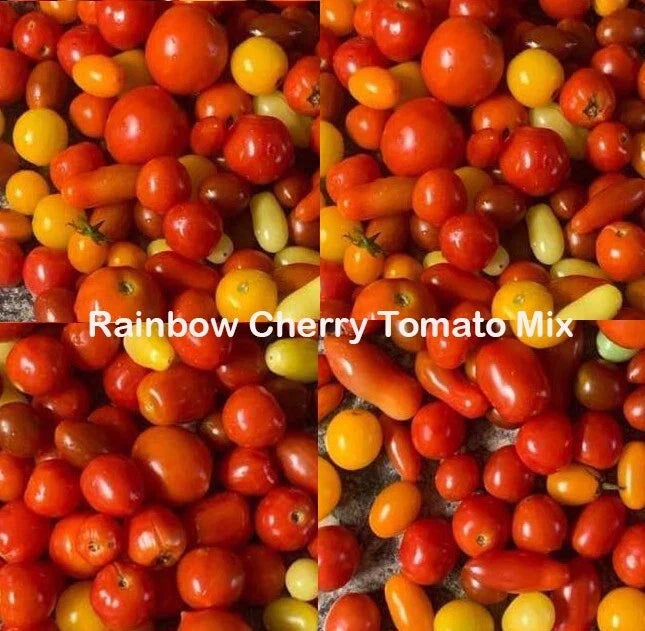 Rainbow Cherry Tomato Seeds Mix - Heirloom Non-GMO Indeterminate Vegetable Seeds - 100 Pack for Home Gardening