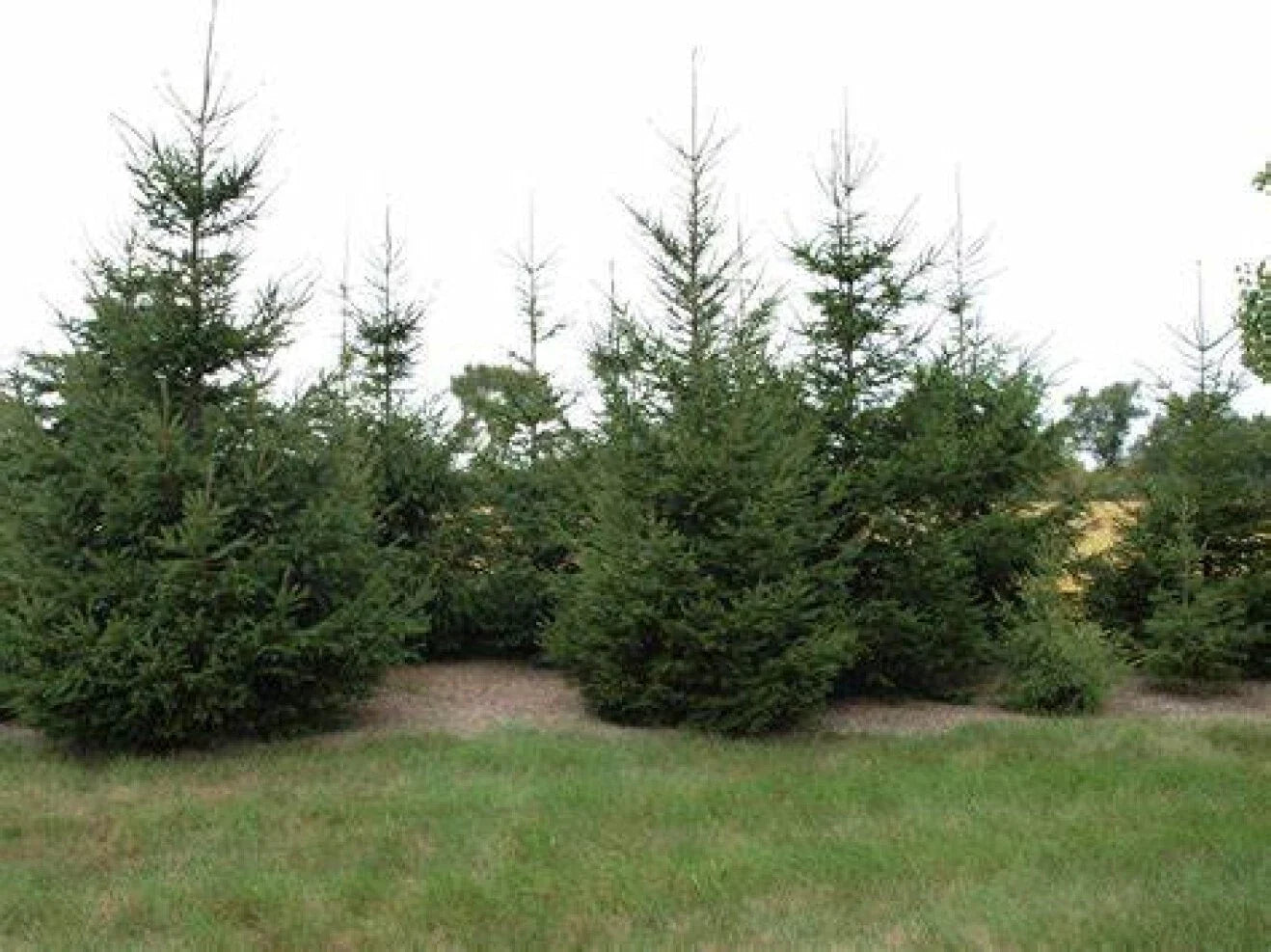 Live Bare Root European Spruce Tree Picea abies 18-24 Inches for Landscaping & Garden