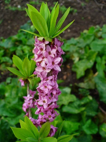 Daphne mezereum Seeds - Paradise Plant Shrub with Fragrant Pink & Purple Blooms - 10 Seeds for Gardening