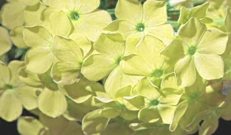 Yellow Phlox Seeds – Perennial Flower Seeds for Garden, Phlox paniculata, Attracts Bees & Butterflies, 50 Seeds