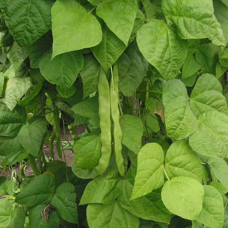 Great Northern Bean Seeds - Non-GMO Heirloom Large White Phaseolus vulgaris