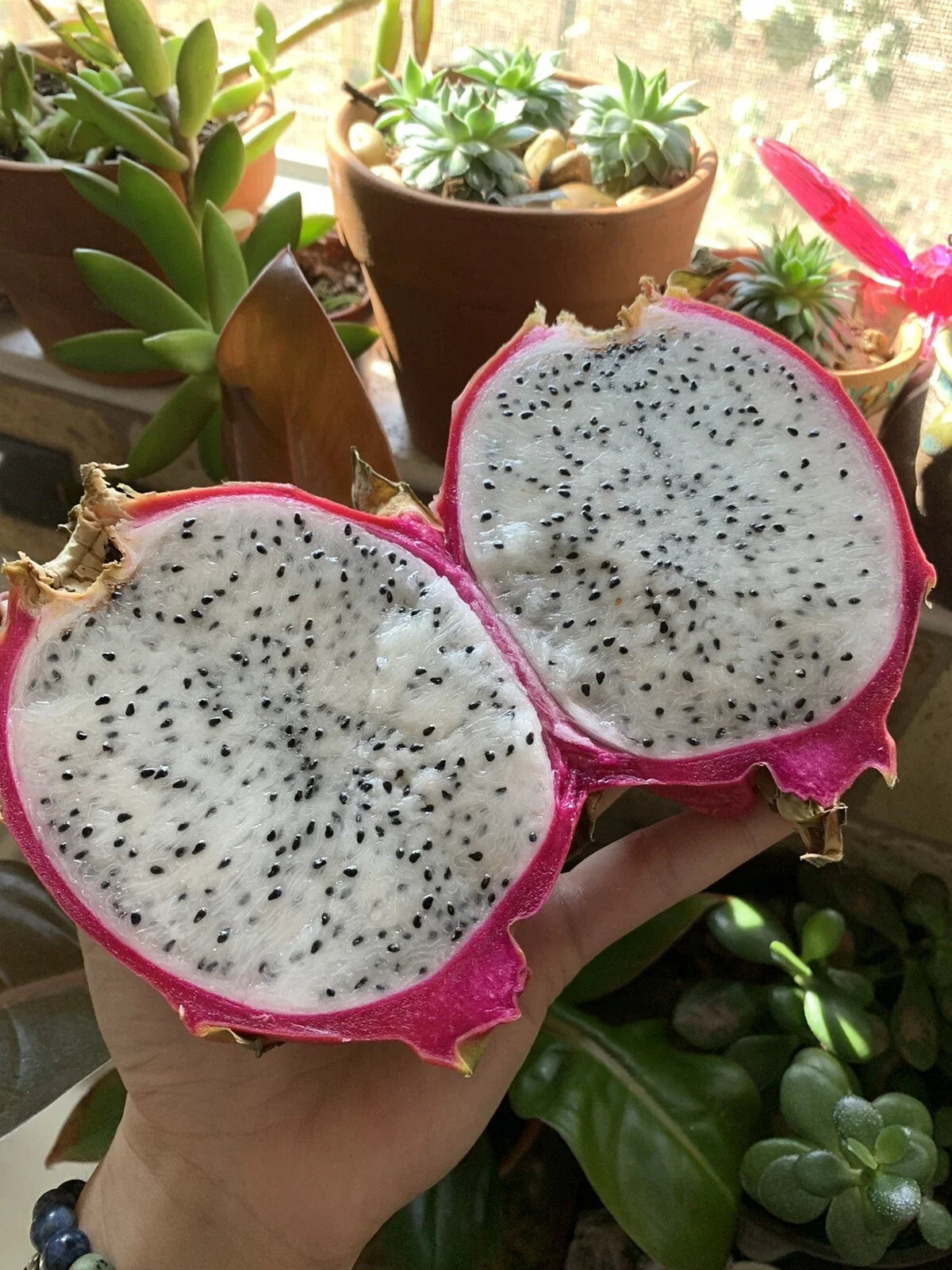 White Dragon Fruit Seeds, Pitaya, Pitahaya, Hylocereus undatus, Exotic Cactus for Home Garden, Indoor or Outdoor Cultivation
