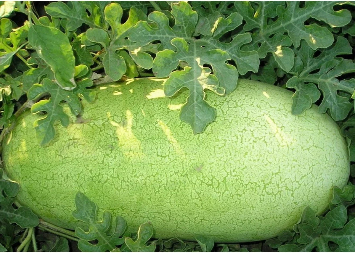 Charleston Grey Watermelon Seeds - Heirloom Citrullus lanatus, Pale Green Skin, Juicy, Large Oval Melon, 20 Seeds