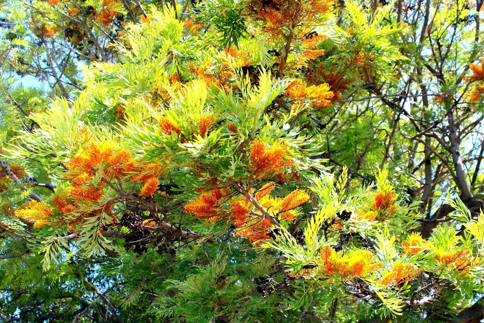 Silky Oak Tree Seeds 30 Pack - Grevillea robusta - Fast Growing Native Australian Tree for Garden Planting